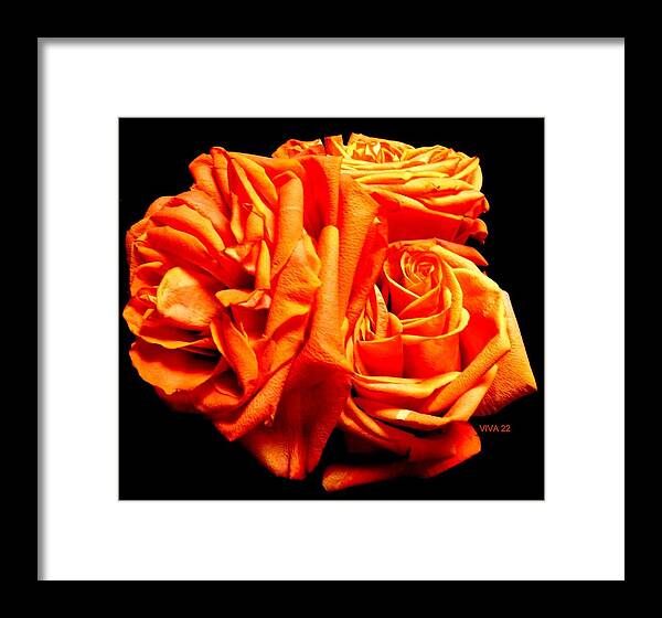 Roses Framed Print featuring the photograph Nisha's Roses by VIVA Anderson