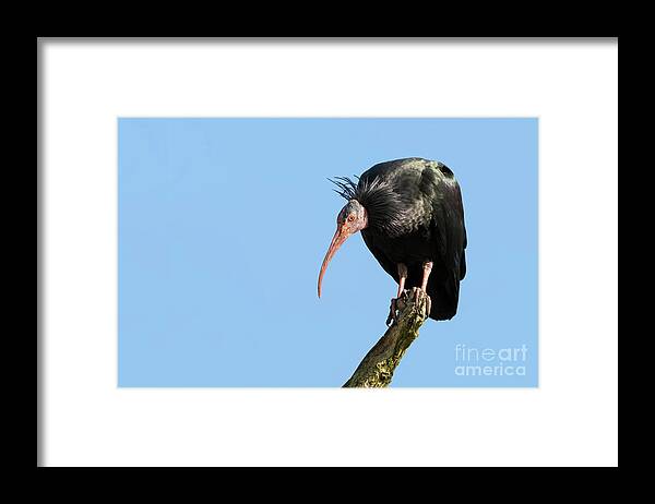 Ibis Framed Print featuring the photograph Northern Bald Ibis by Jane Rix