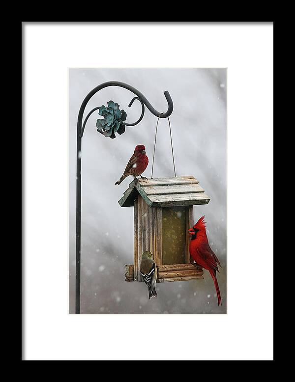 Nature Framed Print featuring the photograph Northern Cardinal in Snow by Steve Templeton