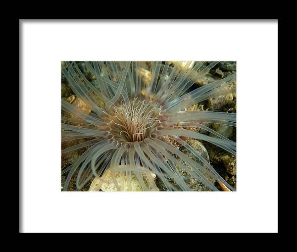 Worm Framed Print featuring the photograph Northern Cerianthid by Brian Weber