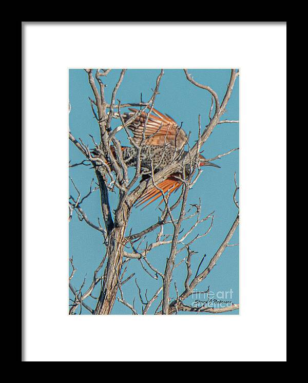 Natanson Framed Print featuring the photograph Northern Flicker Flyby by Steven Natanson