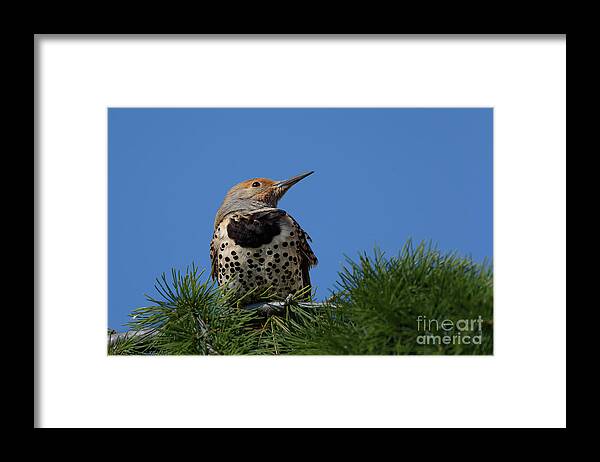 Cedrus Deodara Framed Print featuring the photograph Northern Flicker in a Treetop by Nancy Gleason