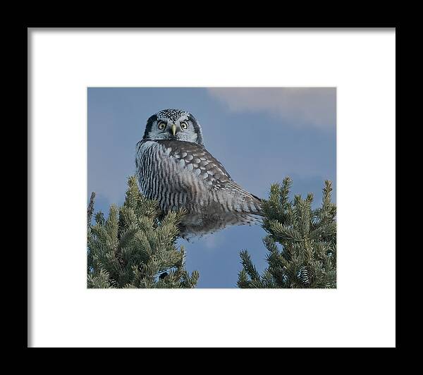 Northern Framed Print featuring the photograph Northern Hawk Owl by Wade Aiken
