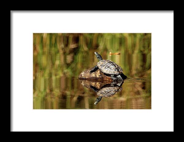 Turtles Framed Print featuring the photograph Northern Map Turtle by Debbie Oppermann