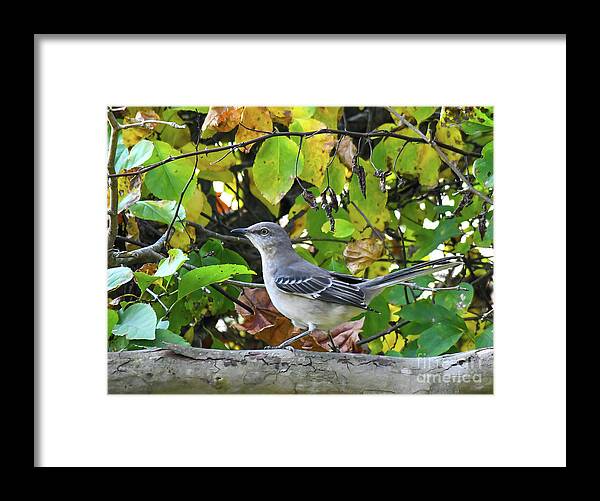 Mockingbird Framed Print featuring the photograph Northern Mockingbird Surrounded By Autumn by Kerri Farley