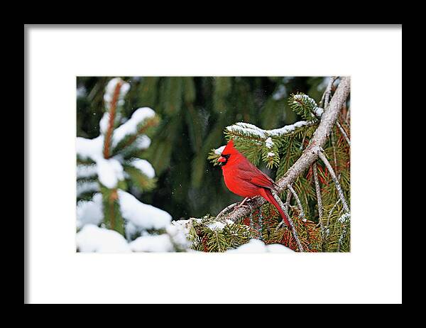 Northern Red Cardinal Framed Print featuring the photograph Northern Red Cardinal In Winter by Debbie Oppermann