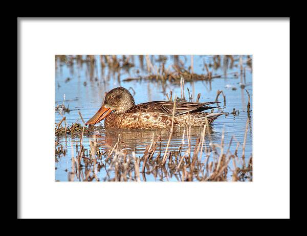 Shoveler Framed Print featuring the photograph Northern Shoveler Duck by Robert Harris