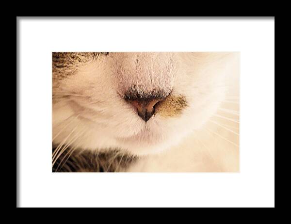 Cat Framed Print featuring the photograph Nose and Whiskers by Steve Ember