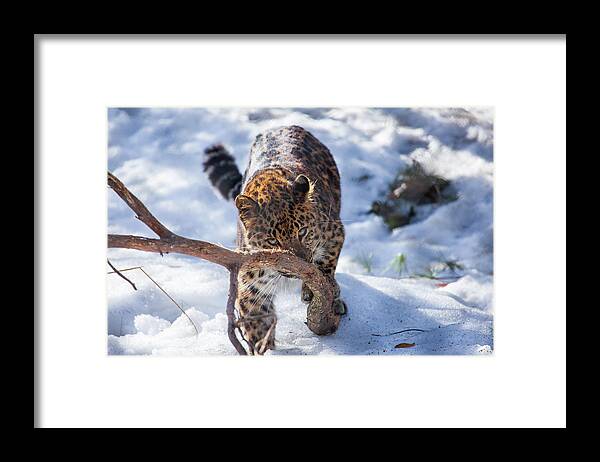 Amur Leopard Framed Print featuring the photograph Nose Scratcher by Karol Livote
