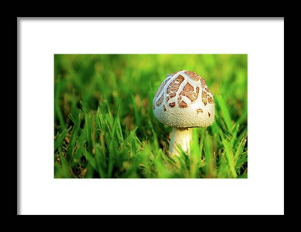 Mushroom Framed Print featuring the photograph Not A Full Bloom Mushroom by James Eddy
