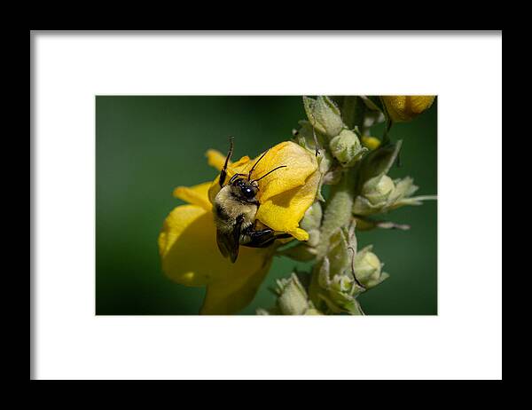 Bumblebee Framed Print featuring the photograph Not taking the Littles for Granted by Linda Bonaccorsi