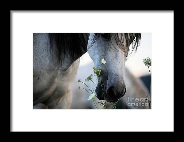 Andalusian Framed Print featuring the photograph Novelera and Lace by Carien Schippers