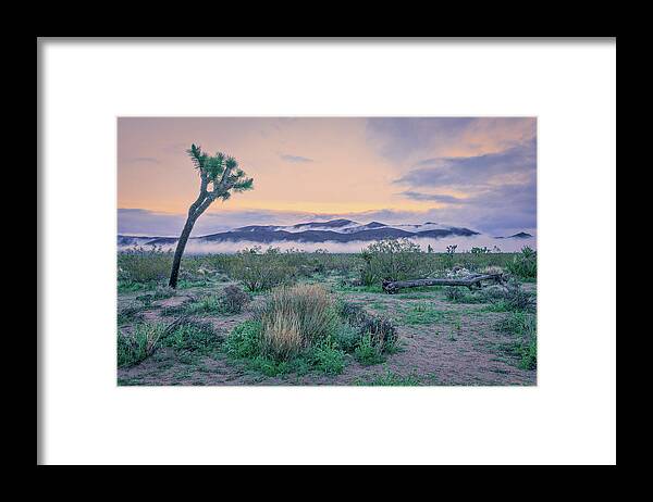 Briot Workshop Framed Print featuring the photograph November 2020 Lone Joshua Tree by Alain Zarinelli