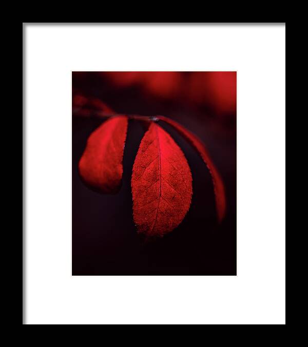 Autumn Framed Print featuring the photograph November Red by Rich Kovach