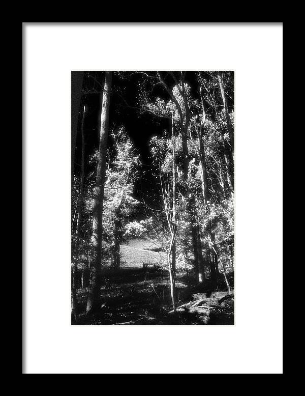 Nature Framed Print featuring the photograph November Woods No. 3 by Steve Ember