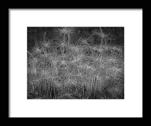 Texture Framed Print featuring the photograph Nature's Texture by Laura Putman