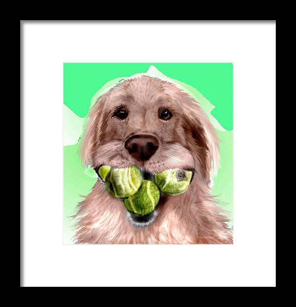 Golden Retriever Tennis Balls Fetching Fetch Funny Caricature Pencil Sketch Mixed Media Framed Print featuring the mixed media Nuts for Tennis by Pamela Calhoun