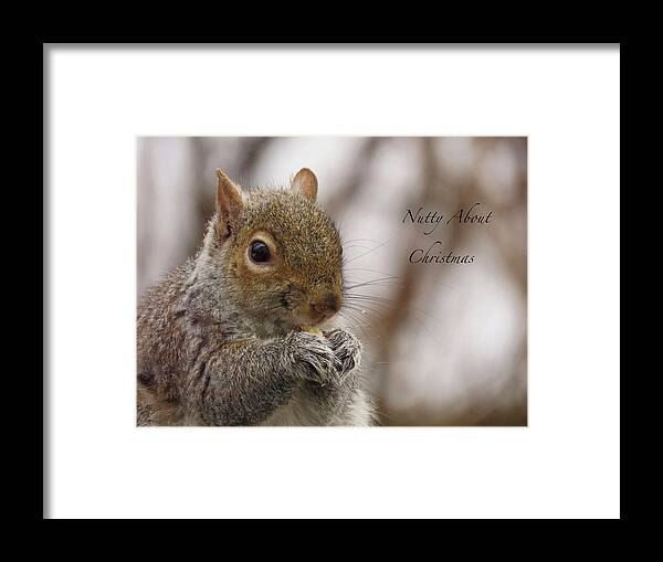 Squirrel Framed Print featuring the photograph Nutty About Christmas by Rebecca Grzenda