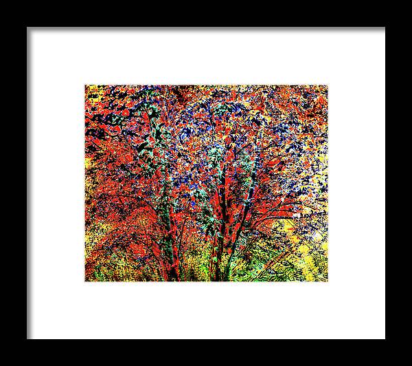 Joe Hoover Framed Print featuring the digital art Oak Creek Canyon Fall Tree by Joe Hoover