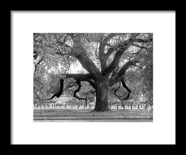 Black And White Framed Print featuring the photograph Oak in Audubon Park by Rosanne Licciardi