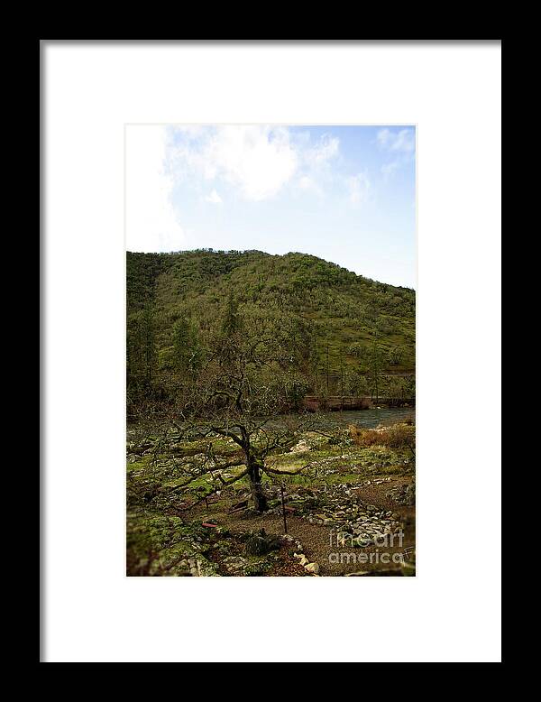 Oak Framed Print featuring the photograph Oak On The Rouge River II by Theresa Fairchild