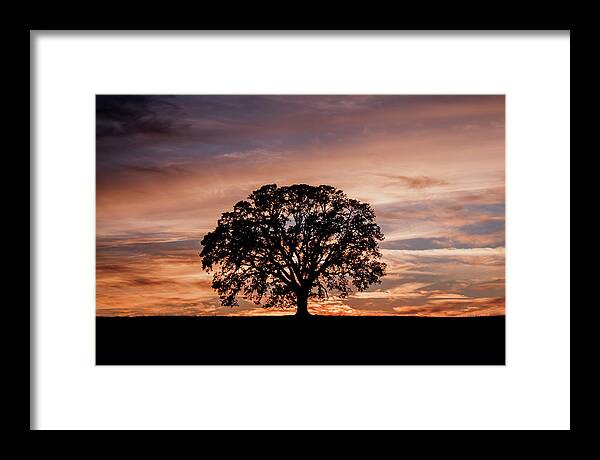 Oak Tree Framed Print featuring the photograph Oak Tree at Sunset by Gary Geddes