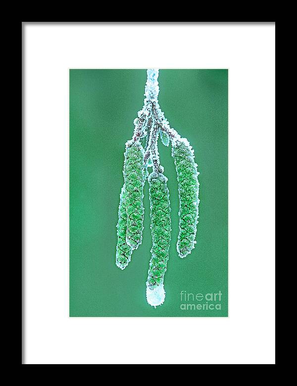 Dave Welling Framed Print featuring the photograph Oak Tree Bud With Hoarfrost Yosemite National Park by Dave Welling