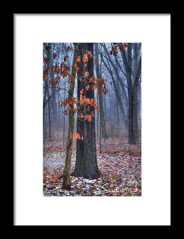 Oak Framed Print featuring the photograph Oak Tree in the Woods by Randy Pollard