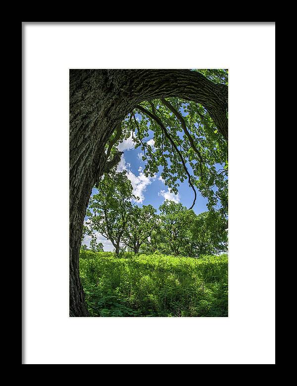 Oak Framed Print featuring the photograph Oak Tree Zen by Peter Herman