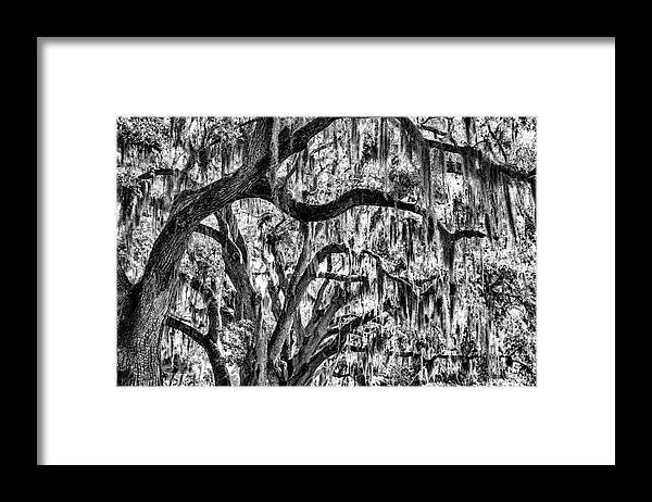 Moss Framed Print featuring the photograph Oak Trees Spanish Moss by Robert Wilder Jr