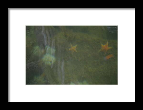 Starfish Framed Print featuring the photograph Observing The Starfish and Jellyfish From Above the Water by James Cousineau