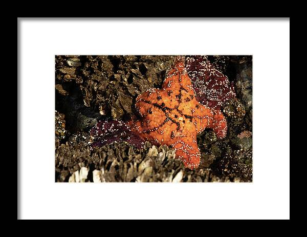 Bandon Framed Print featuring the photograph Ochre Star by Catherine Avilez