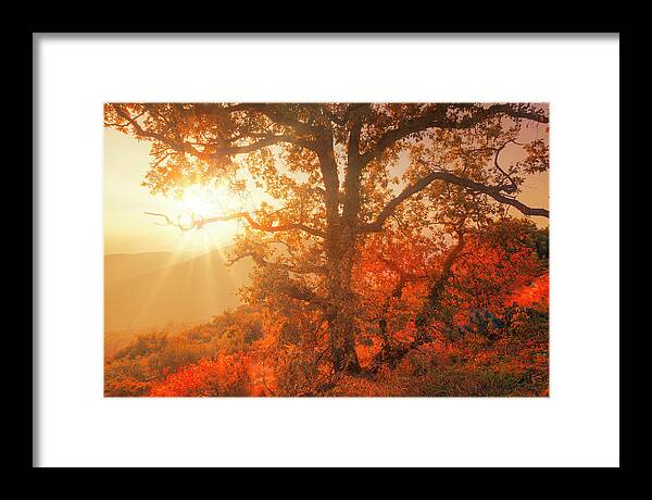 Foliage Framed Print featuring the photograph October sunset by Giovanni Allievi