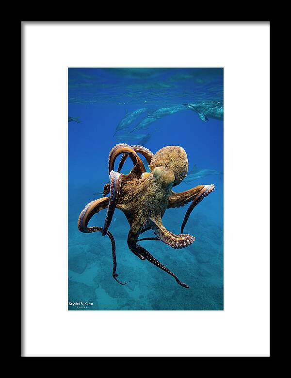 Octopus Framed Print featuring the photograph Octopus and Dolphin Frenzy by Krystal D