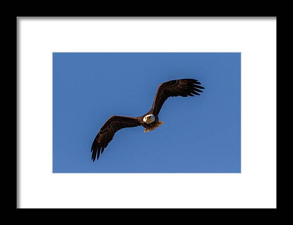 Eagle Framed Print featuring the photograph Off and Flying by Les Greenwood