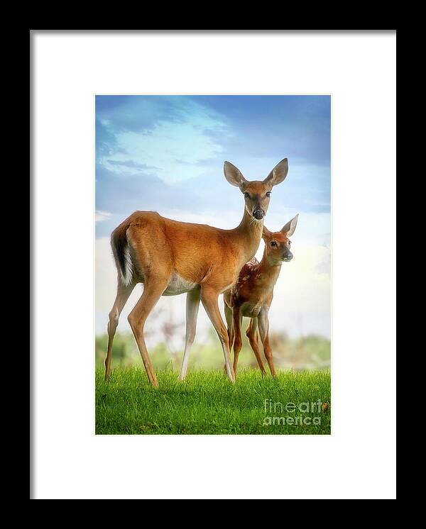 Deer Framed Print featuring the photograph Oh, Deer, Let's Pose... by Shelia Hunt