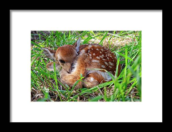 Deer Framed Print featuring the photograph Oh Deer - newborn fawn curled up in the grass by Peter Herman