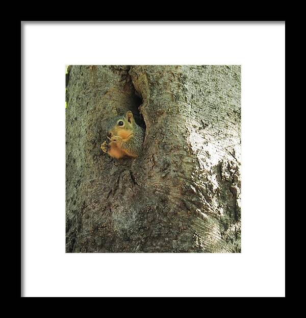 Squirrel Framed Print featuring the photograph Oh my Who Are You by C Winslow Shafer