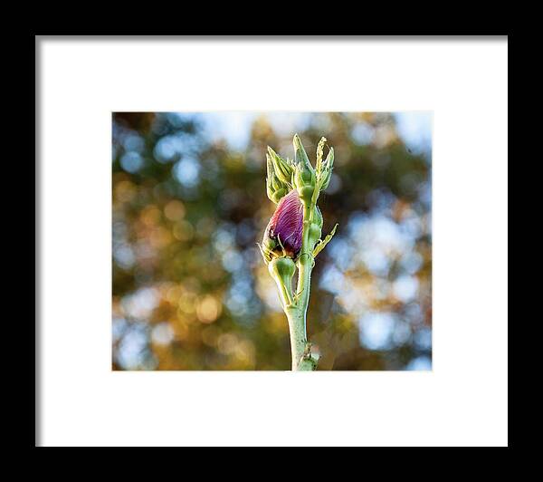 Okra Flower Framed Print featuring the photograph Okra flower 01 by Flees Photos