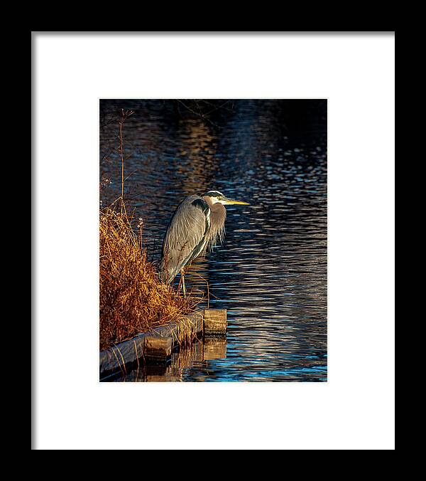 Bird Framed Print featuring the photograph Old Blue by Cathy Kovarik