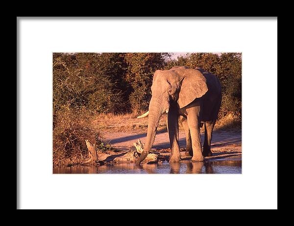 Africa Framed Print featuring the photograph Old Elephant Enjoying a Drink by Russel Considine