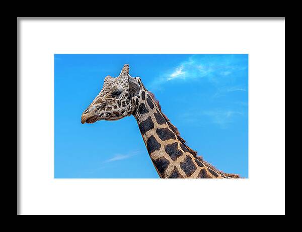  Framed Print featuring the photograph Old Giraffe by Al Judge