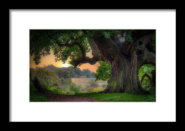 Old Oak Framed Print featuring the photograph Old oak in the morning 2 by Remigiusz MARCZAK