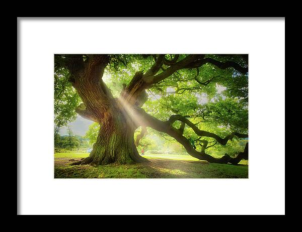 Old Oak Framed Print featuring the photograph Old oak in the morning light by Remigiusz MARCZAK