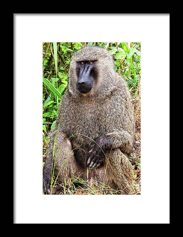 Uganda Framed Print featuring the photograph Olive Baboon by Matt Cohen
