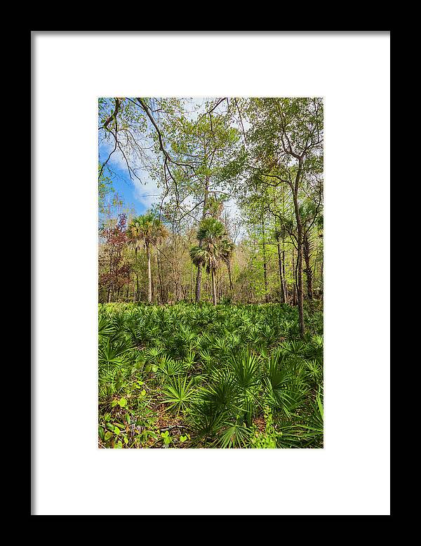 Florida Framed Print featuring the photograph On a Florida Hike - 1 by W Chris Fooshee