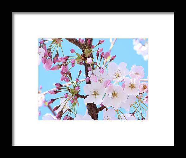 Japanese Cherry Blossom Framed Print featuring the photograph On A Spring Day by Scott Cameron