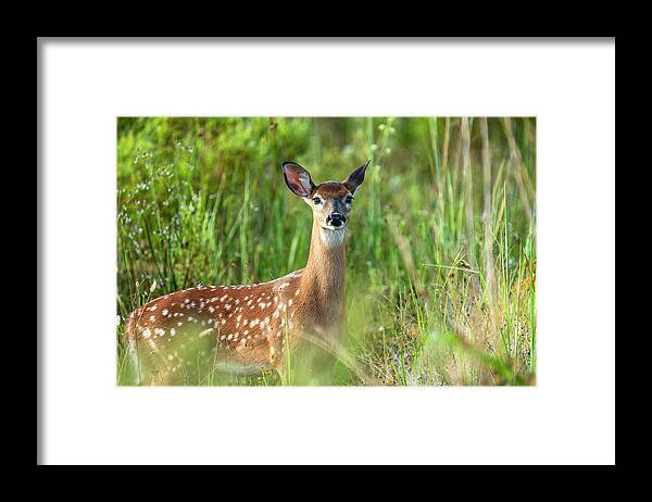 Bird Framed Print featuring the photograph On Alert by Todd Tucker