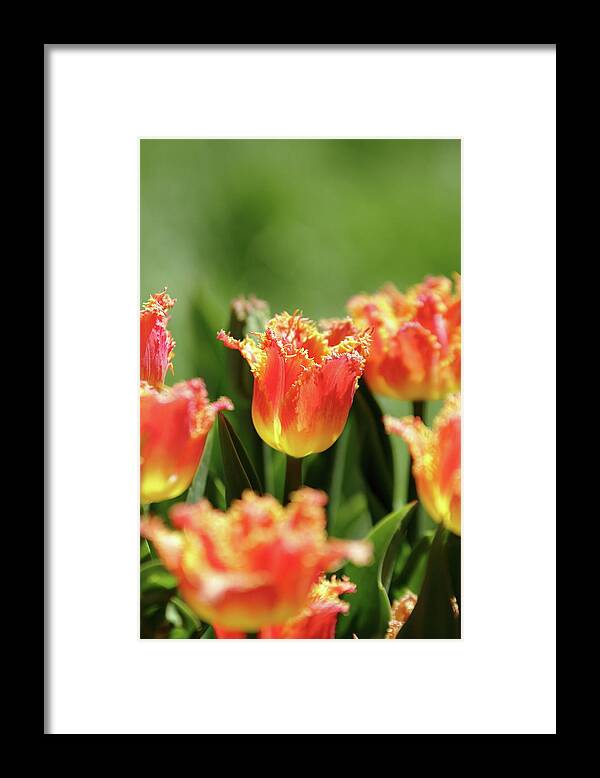Nature Framed Print featuring the photograph On Fire by Lens Art Photography By Larry Trager