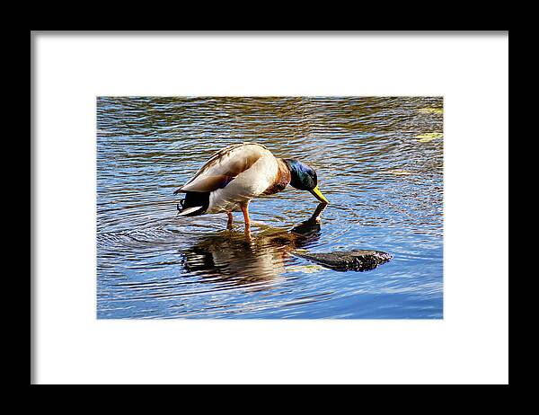 Juanita Bay Park Framed Print featuring the photograph On Reflection by Phyllis McDaniel